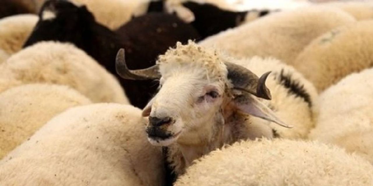 Kurban Bayramı Tatili Ne Zaman Bitecek Kurban Bayramı Tatili Ne Zaman Bitecek