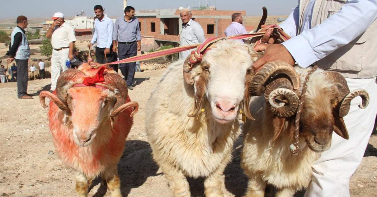 Kurban Fiyatları 2023 Kurban Fiyatları 2023