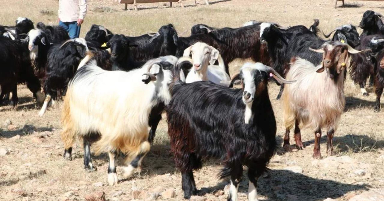 Kurban Fiyatları Ne Kadar Kurban Fiyatları Ne Kadar