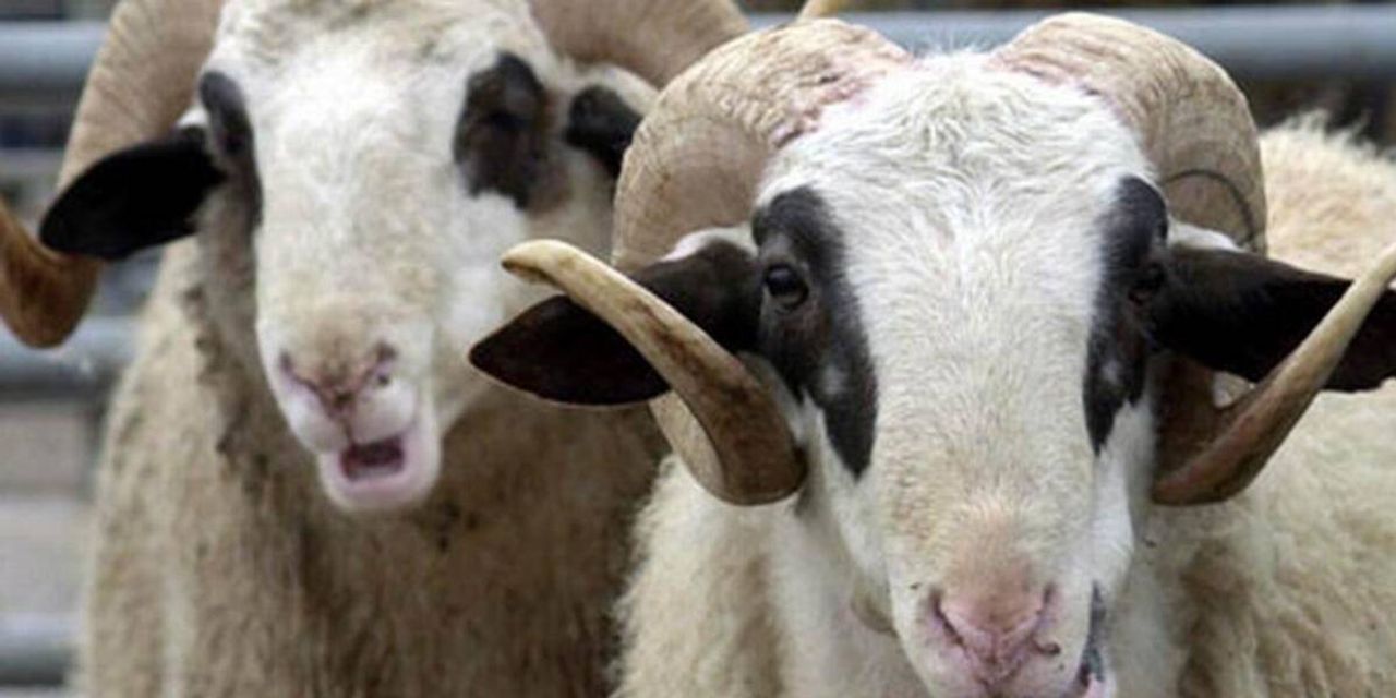 Kurban Kaçıncı Gün Kesilir Kurban Kaçıncı Gün Kesilir