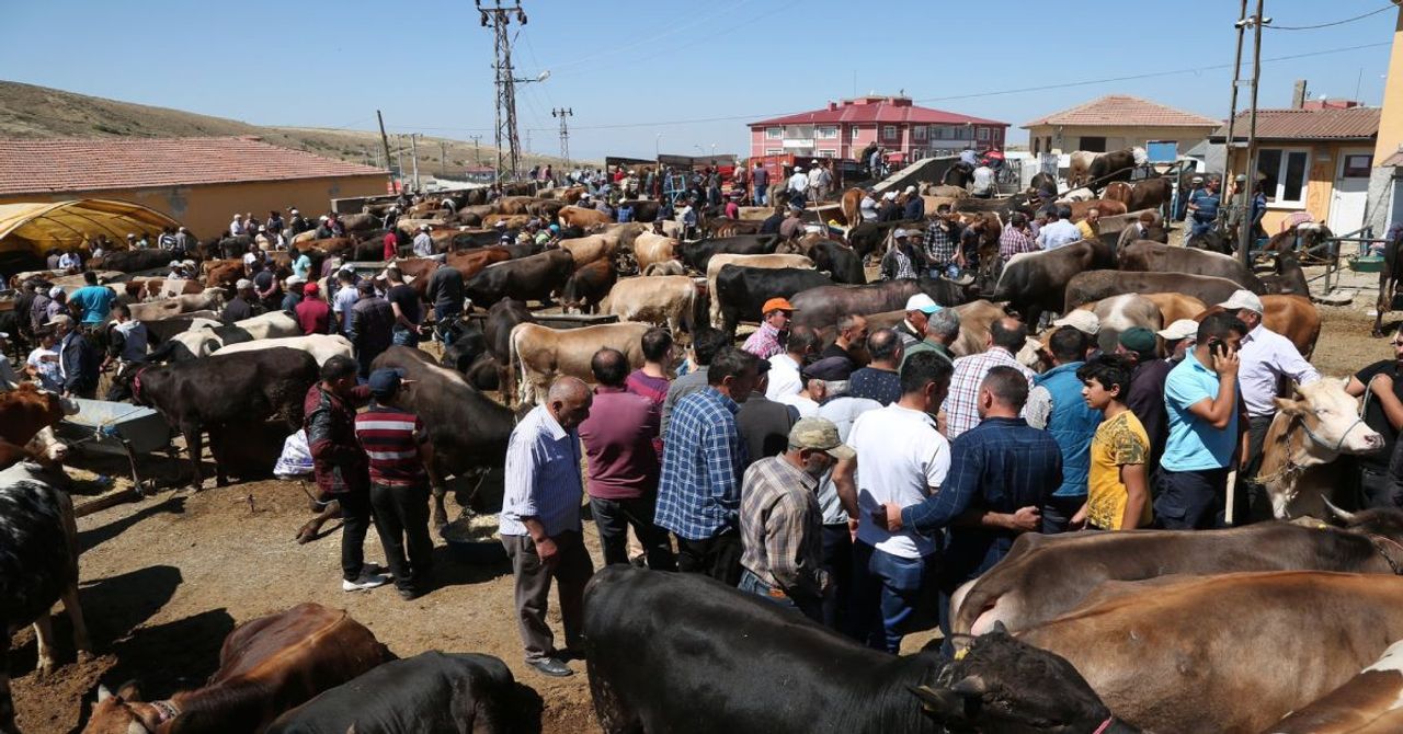 Kurban satışı yapacaklar dikkat: Kurban kesimi tebliği Resmi Gazete’de yayımlandı Kurban satışı yapacaklar dikkat: Kurban kesimi tebliği Resmi Gazete’de yayımlandı