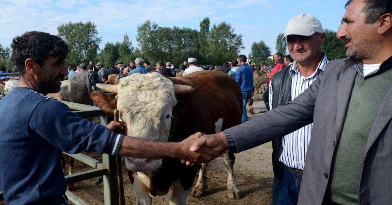 Kurbanlık Satışı Kurbanlık Satışı