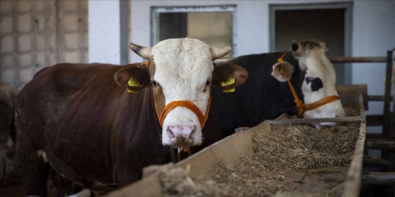 Kurbanlıkların Dişi Ya Da Erkek Olması İbadeti Etkiler Mi Kurbanlıkların Dişi Ya Da Erkek Olması İbadeti Etkiler Mi