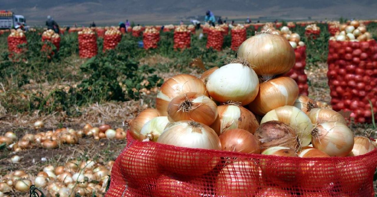 Kuru Soğan Hasadı Kuru Soğan Hasadı