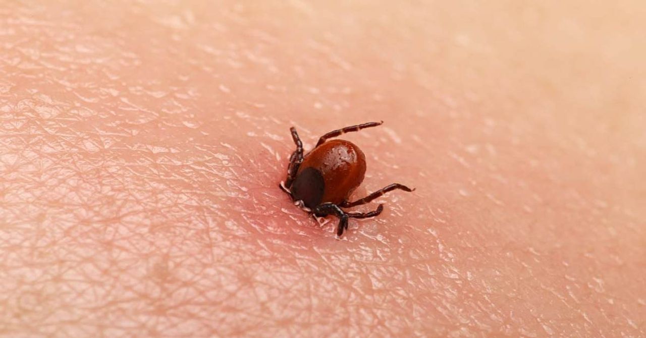 Lyme Hastalığı Lyme Hastalığı