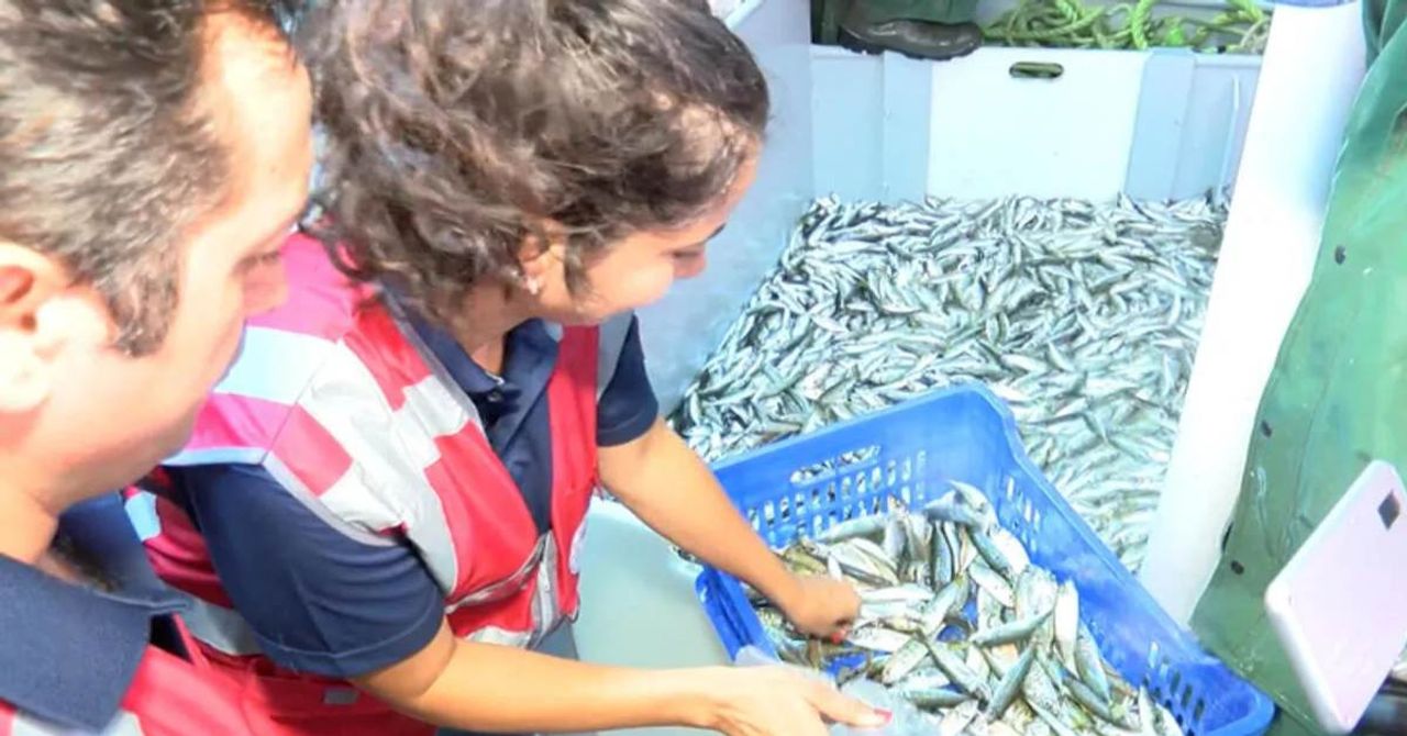 Marmara Denizi balık avlama denetimi Marmara Denizi balık avlama denetimi