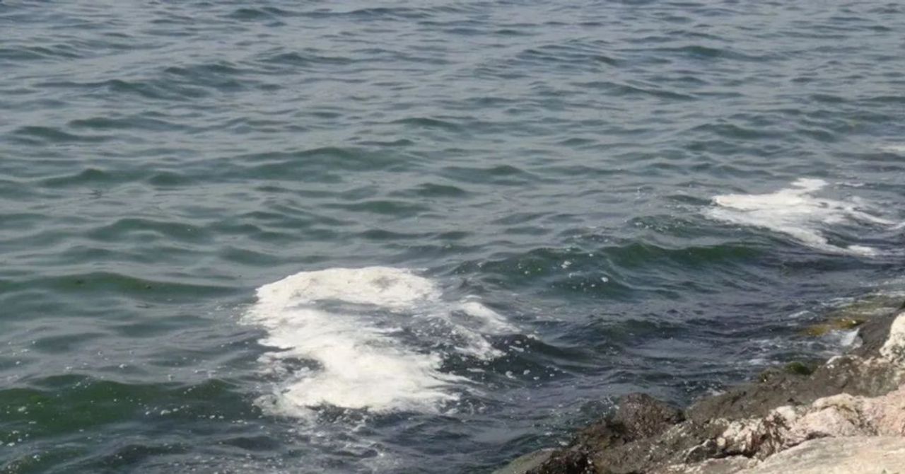 Marmara’dan numune örneği alındı: Müsilaj kabusu geri mi dönüyor? Marmara’dan numune örneği alındı: Müsilaj kabusu geri mi dönüyor?
