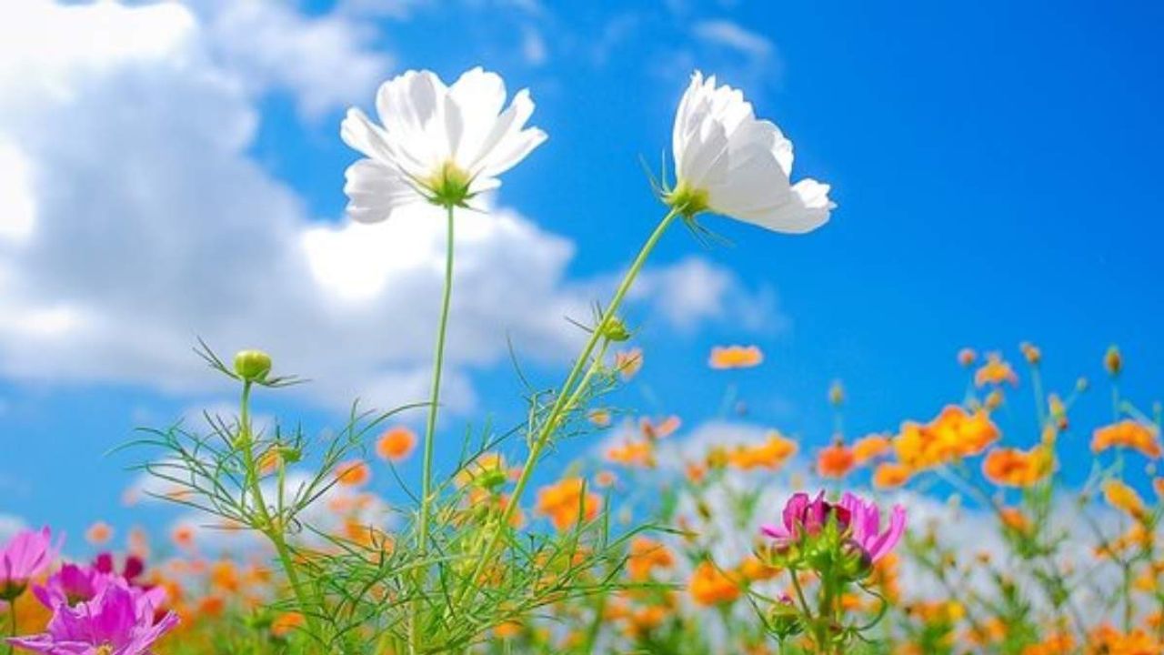Nevruz Bayramı Nevruz Bayramı