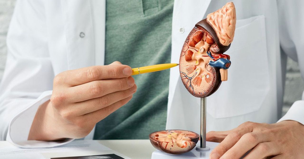 Böbrek hastalıkları belirtileri nelerdir? Böbrek hastalıkları belirtileri nelerdir?