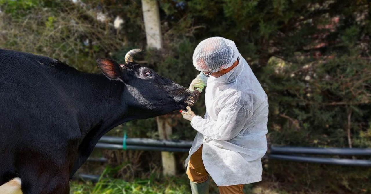 Ordu Şap Hastalığı Ordu Şap Hastalığı