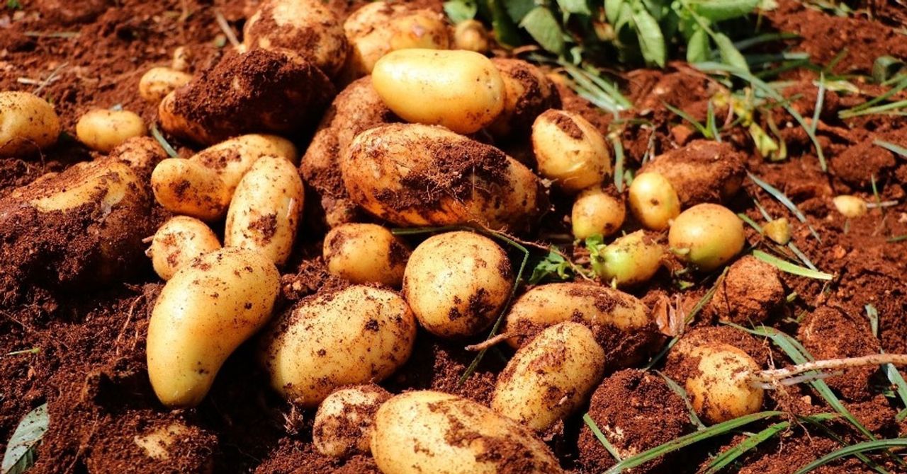 Patates Patates