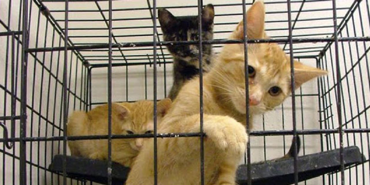 Petshop hayvan satışı yasaklandı Petshop hayvan satışı yasaklandı