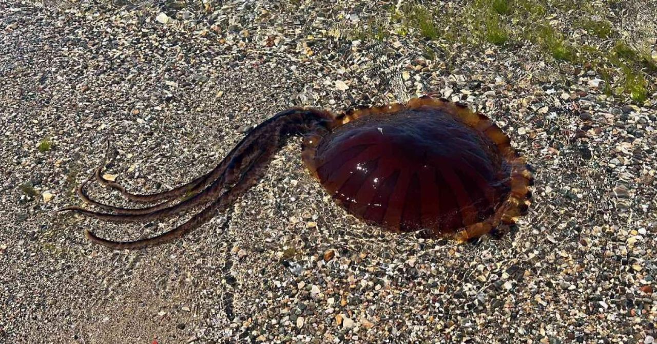 Pusula Denizanası Pusula Denizanası