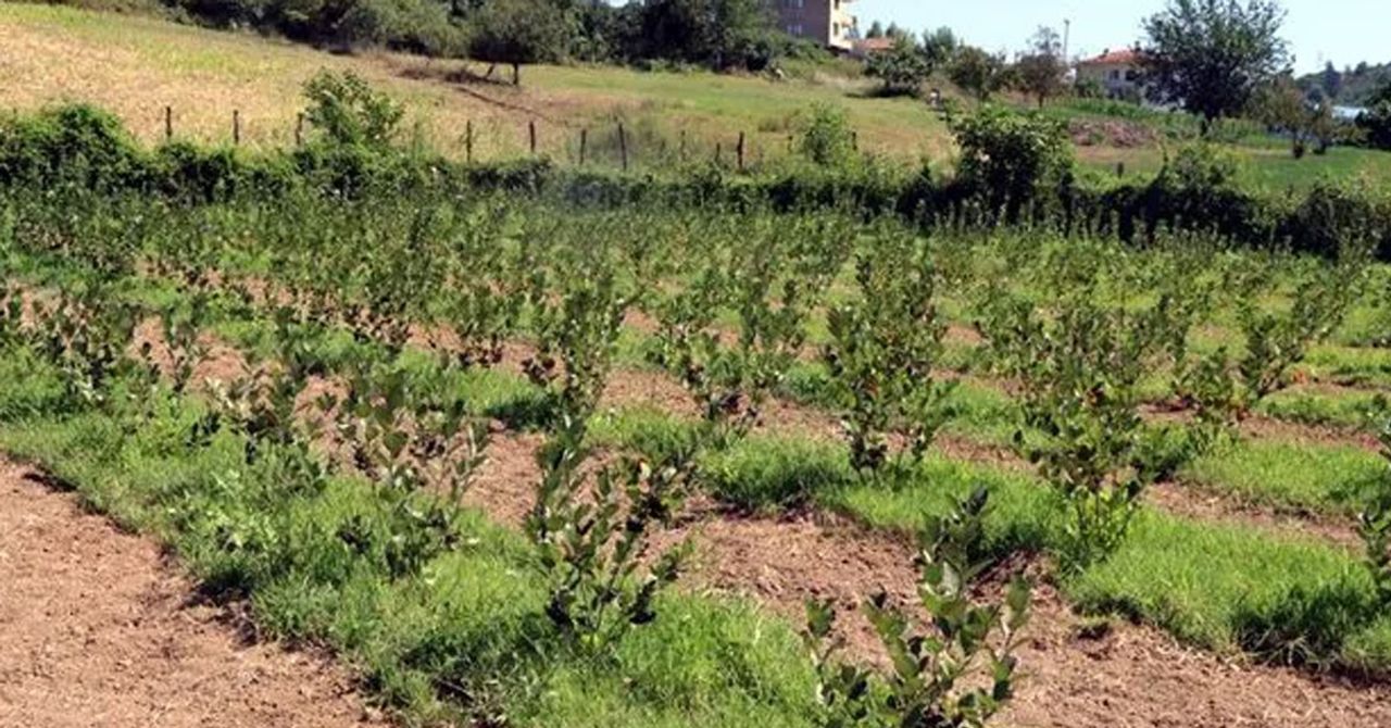 yalova anoryası yalova anoryası