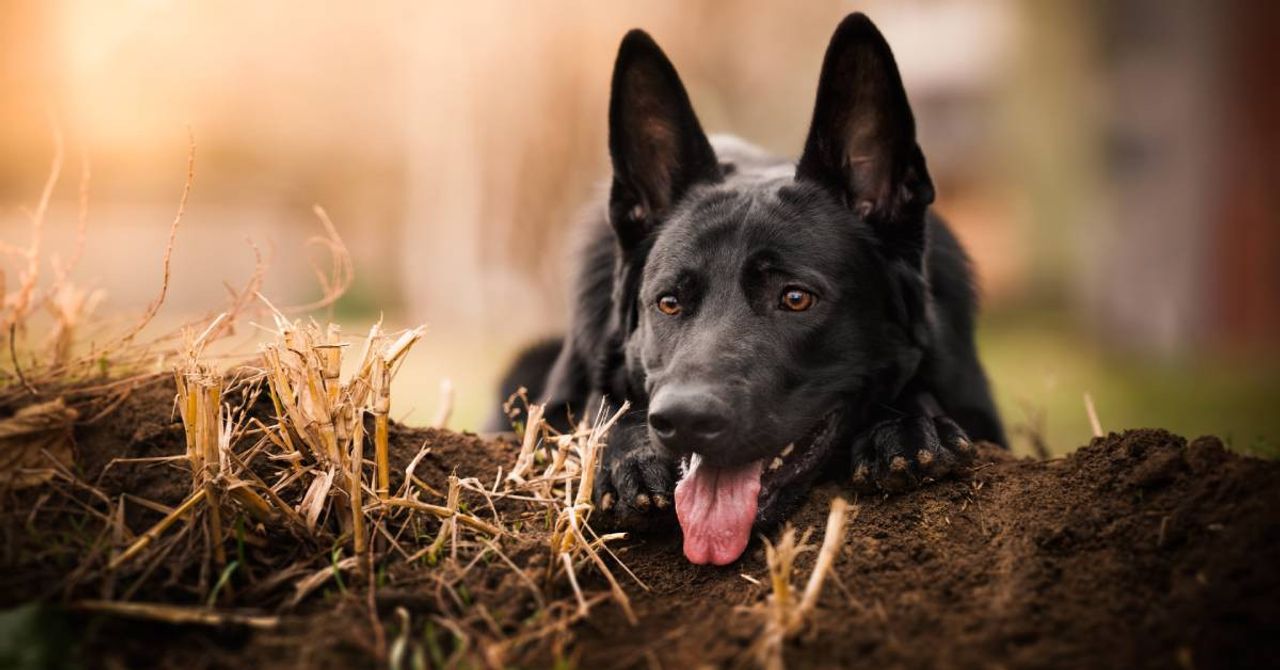 Rüyada siyah köpek görmek ne anlama gelir? Rüyada siyah köpek ısırması görmek neye işarettir? 2024 rüyada siyah köpek saldırması Diyanet Rüyada siyah köpek görmek ne anlama gelir? Rüyada siyah köpek ısırması görmek neye işarettir? 2024 rüyada siyah köpek saldırması Diyanet