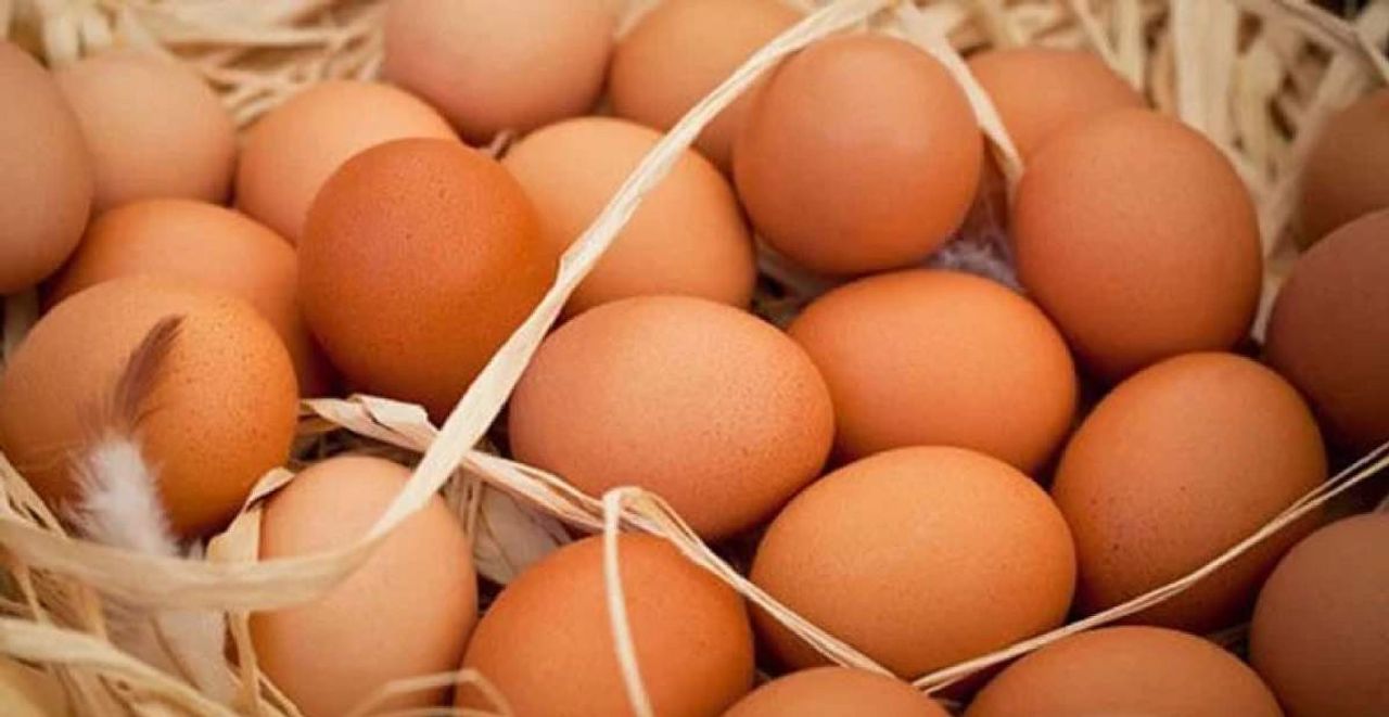 sağlıklı yumurta sağlıklı yumurta