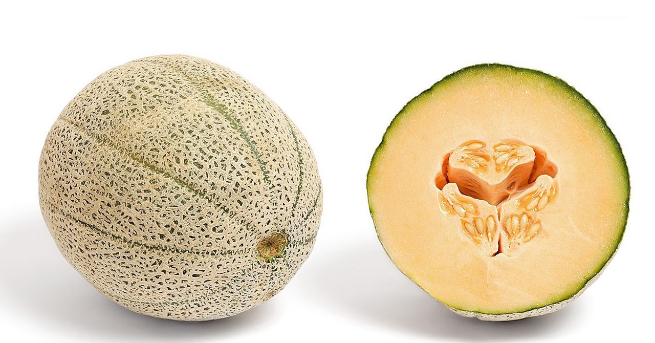 salmonella bakterisi salmonella bakterisi