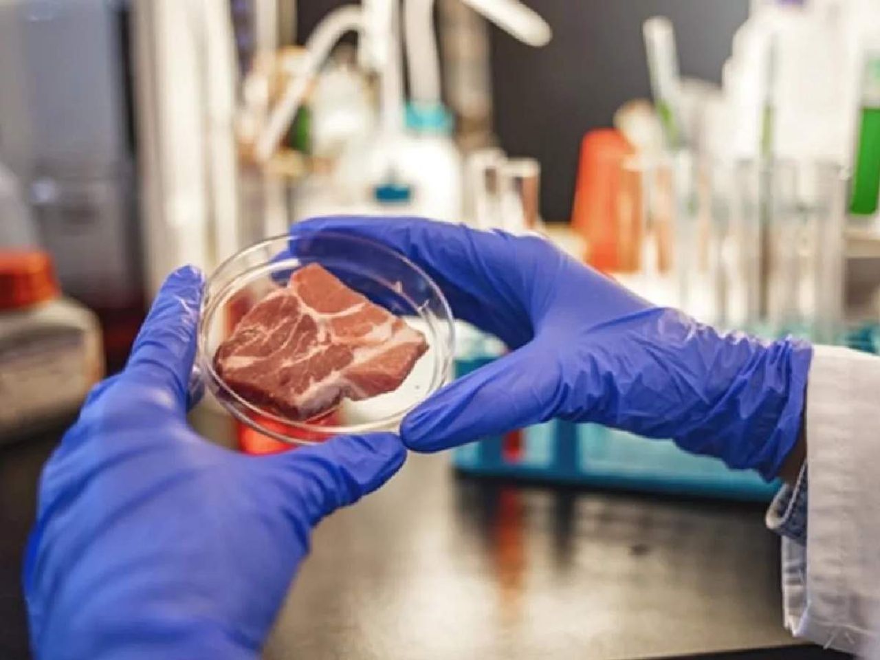 Salmonella ne demek Salmonella ne demek