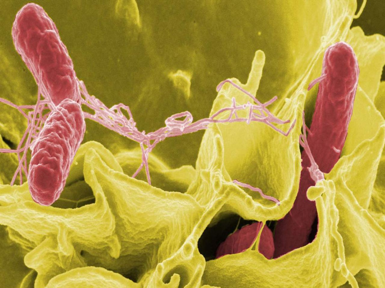salmonella virüsü salmonella virüsü