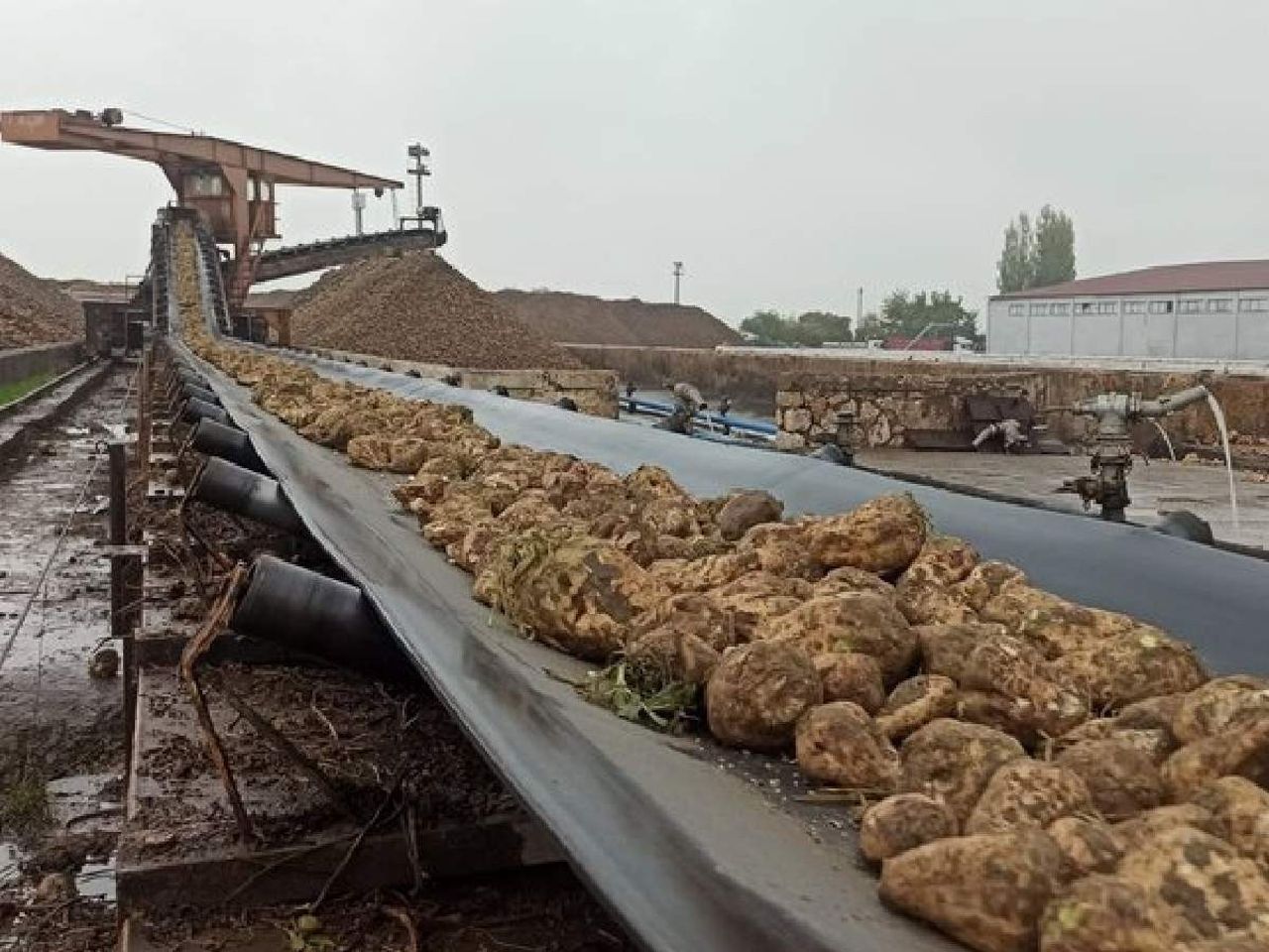 Şeker kotası nedir, neden var? Şeker kotası nedir, neden var?