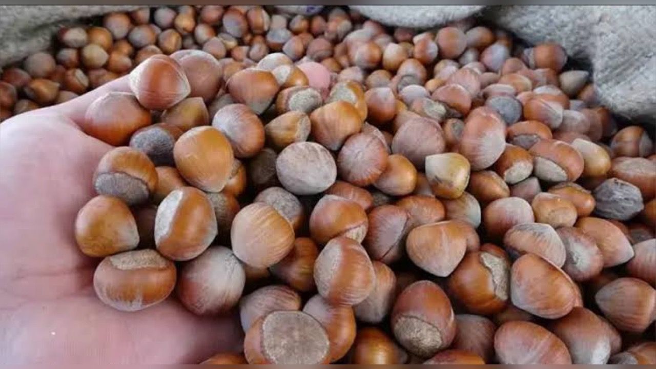 Serbest piyasa 4 Mart 2024 fındık fiyatları Serbest piyasa 4 Mart 2024 fındık fiyatları
