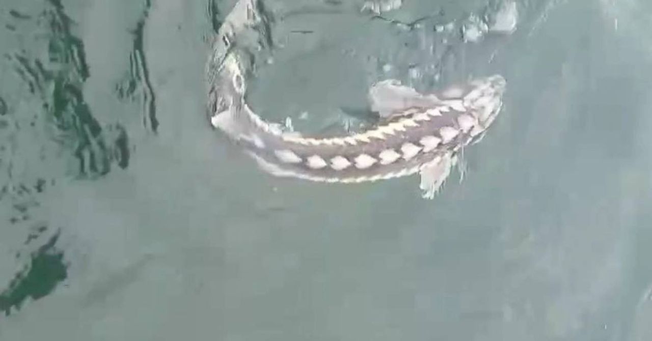 Sibirya Mersin Balığı Sibirya Mersin Balığı