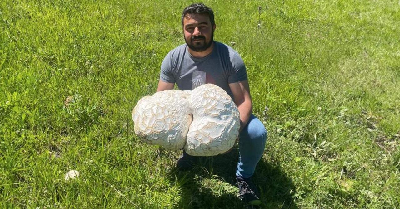 Sivas Dev Mantar Sivas Dev Mantar