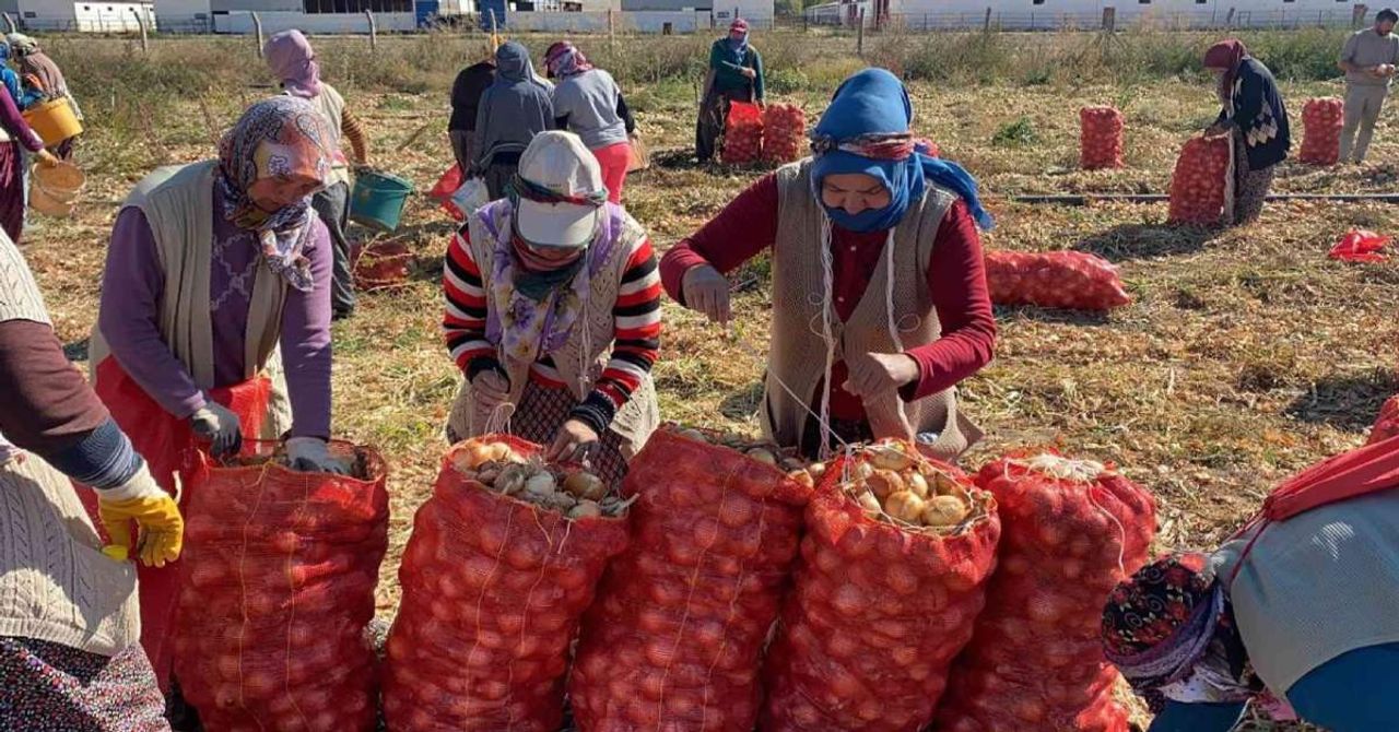 Soğan Fiyatları Soğan Fiyatları