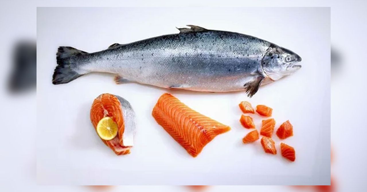 Somon balığı Somon balığı