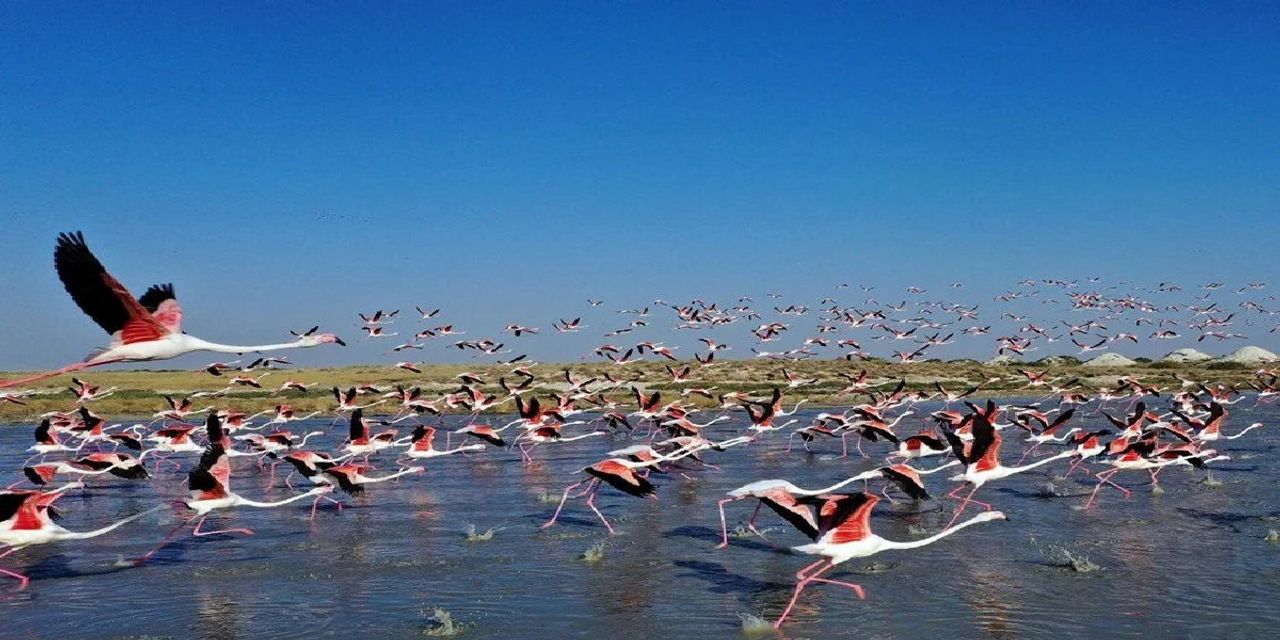 Tuz Gölü flamingo cennetine dönüştü Tuz Gölü flamingo cennetine dönüştü