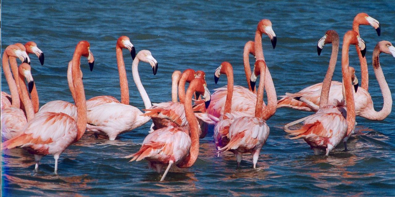 Tuz Gölü flamingo cennetine dönüştü Tuz Gölü flamingo cennetine dönüştü