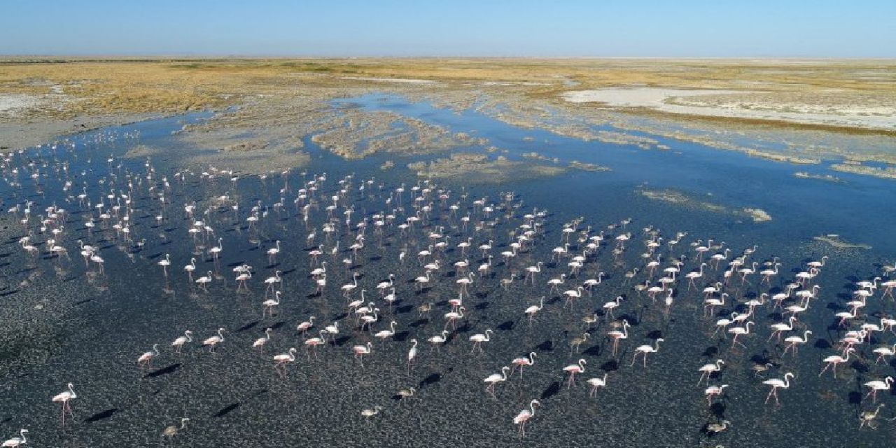 Tuz Gölü flamingo cennetine dönüştü Tuz Gölü flamingo cennetine dönüştü