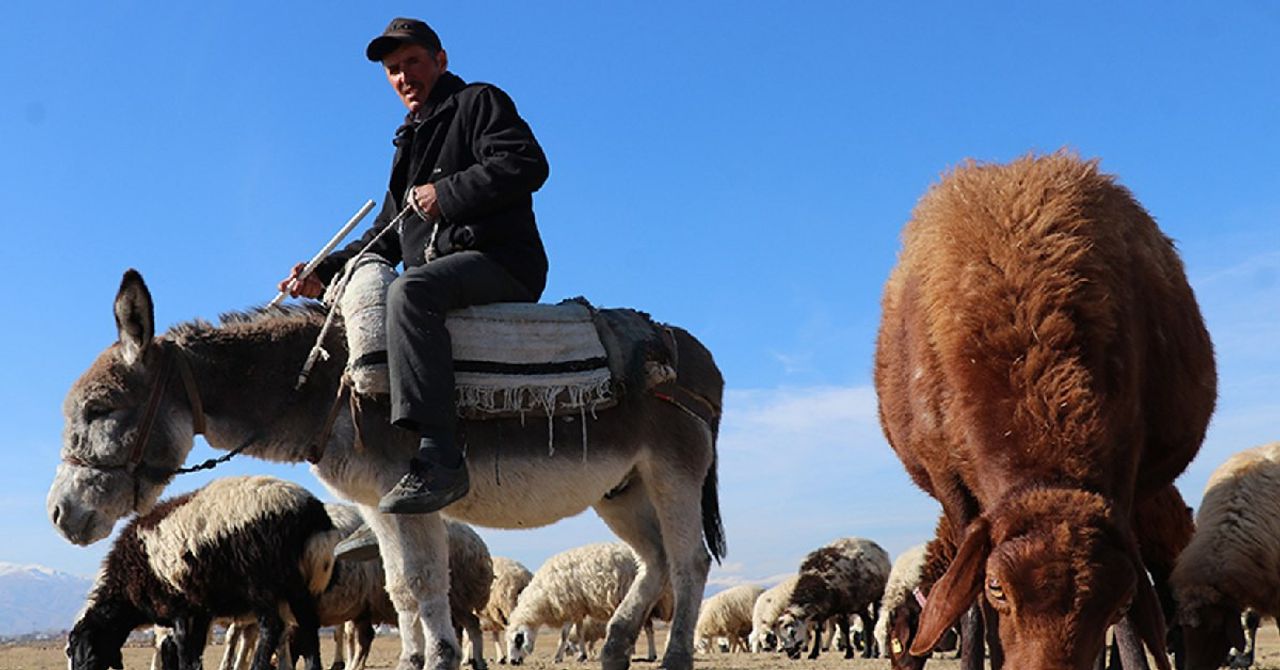 Üç bakanlık birden seferber oldu: 150 bin çoban aranıyor Üç bakanlık birden seferber oldu: 150 bin çoban aranıyor