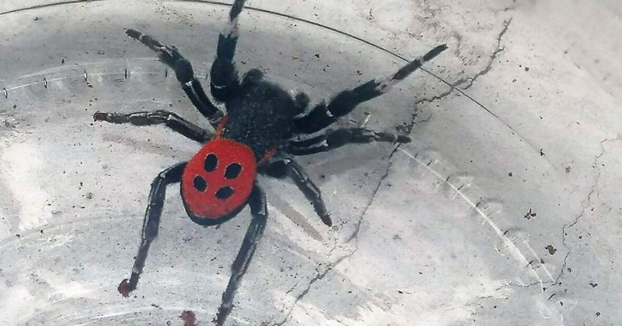 Uğur Böceği Örümceği-1 Uğur Böceği Örümceği-1