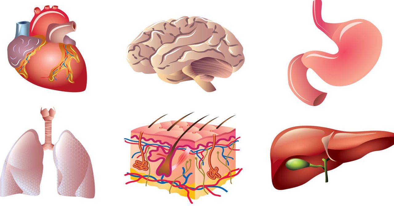 Vücudumuzda neden 2 tane organ var? Vücudumuzda neden 2 tane organ var?