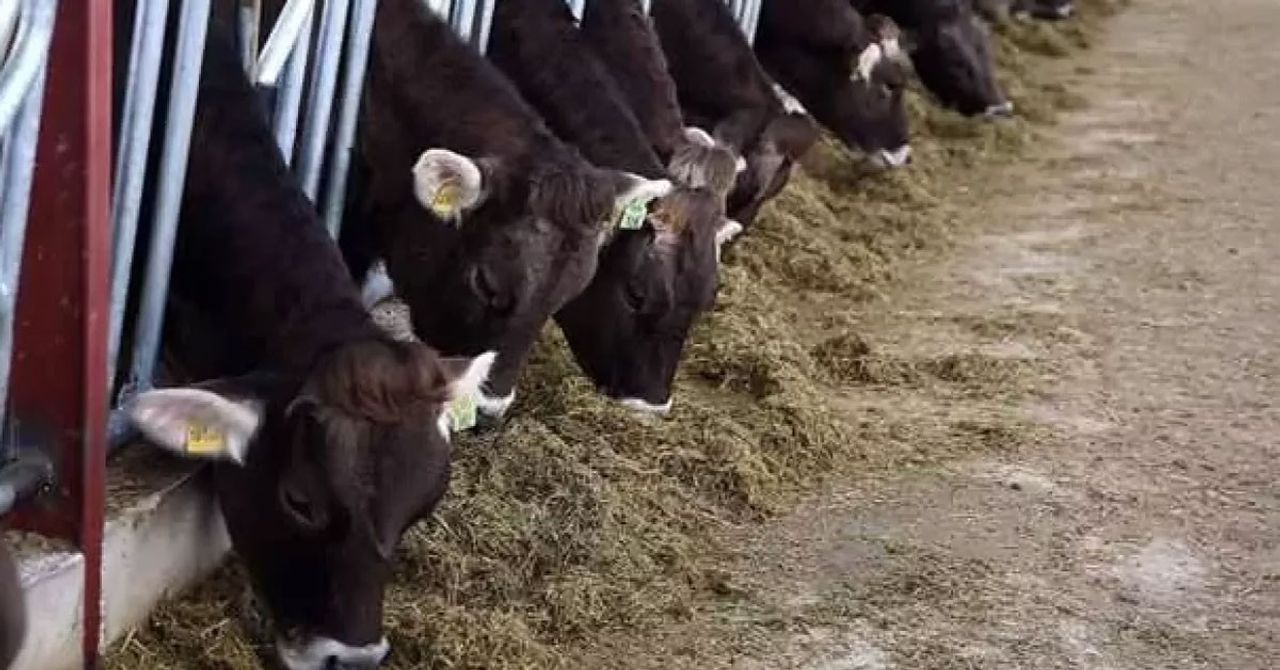 Yem üretimi yapan 4 farklı teşebbüs Rekabet Kurumu tarafından para cezasına çarptırıldı! Yem üretimi yapan 4 farklı teşebbüs Rekabet Kurumu tarafından para cezasına çarptırıldı!