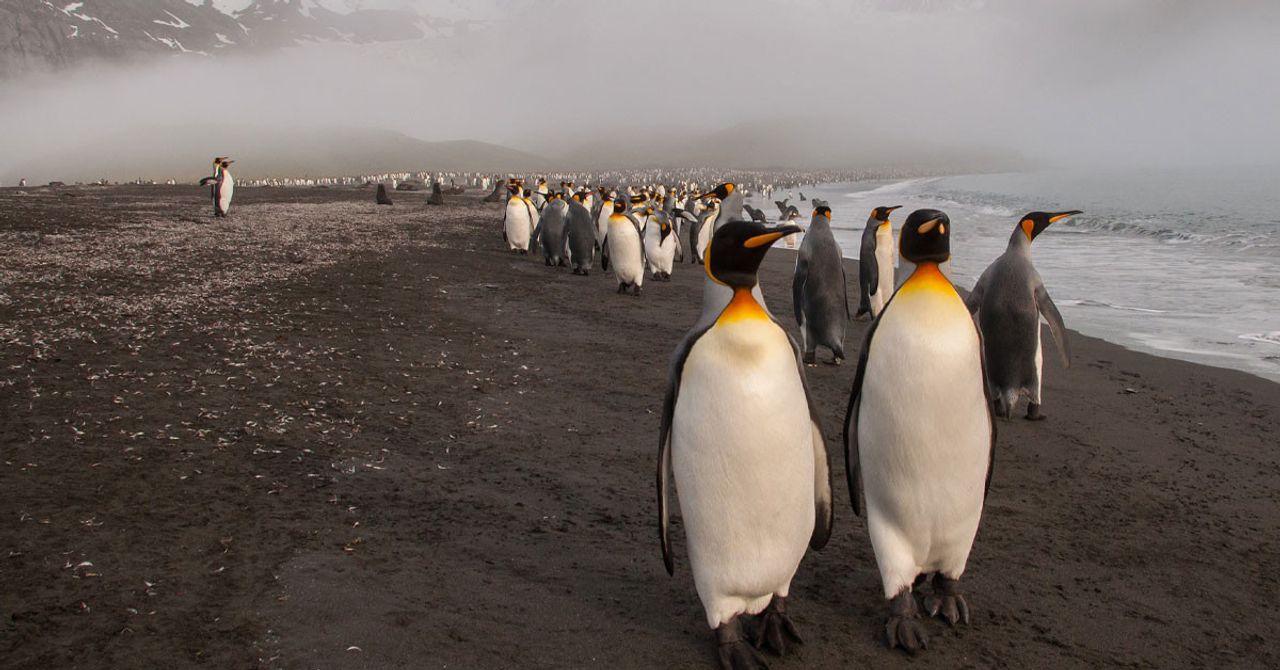 Yeni Keşfedilen penguen kolonisi Yeni Keşfedilen penguen kolonisi