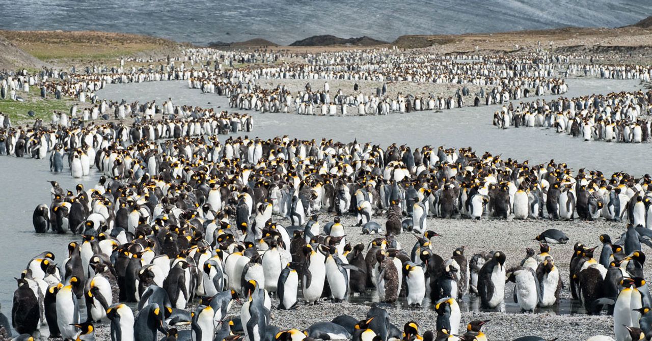 Yeni keşfedilen penguen kolonisi Yeni keşfedilen penguen kolonisi