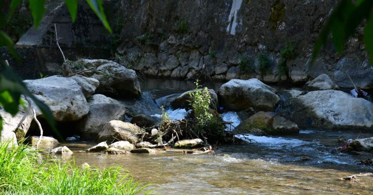 Yeni Parazit Türü Yeni Parazit Türü
