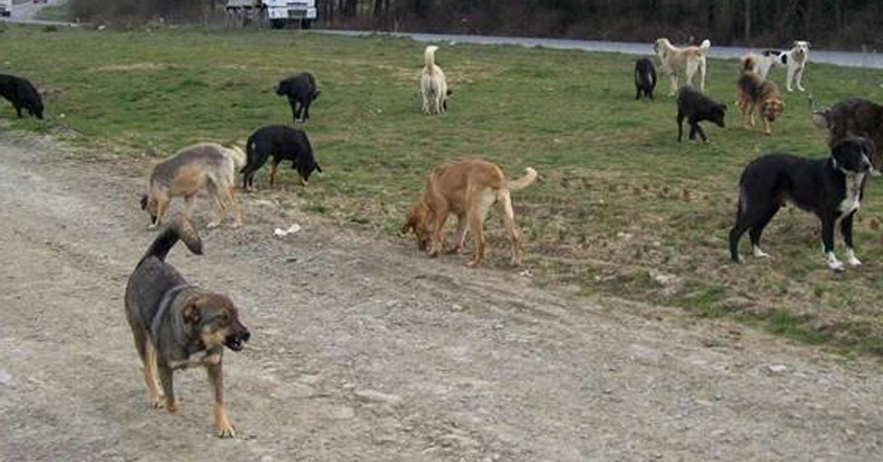 Yetkililerin ihmali bir can daha aldı Yetkililerin ihmali bir can daha aldı