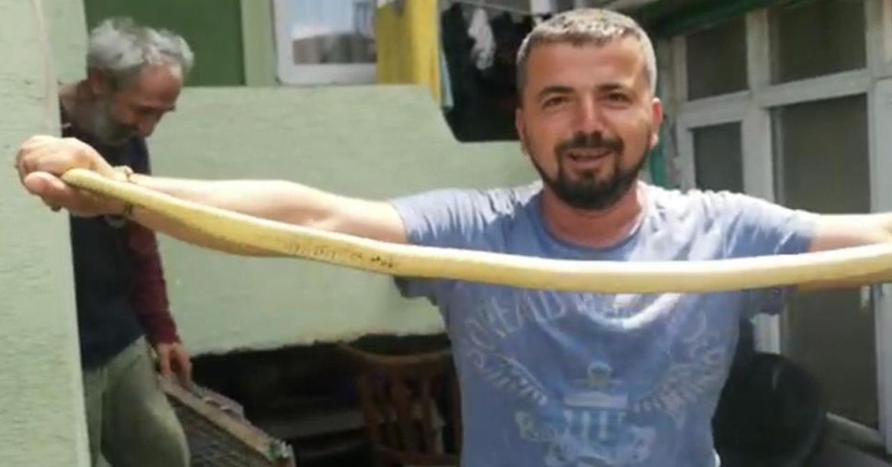 yılancı yılancı