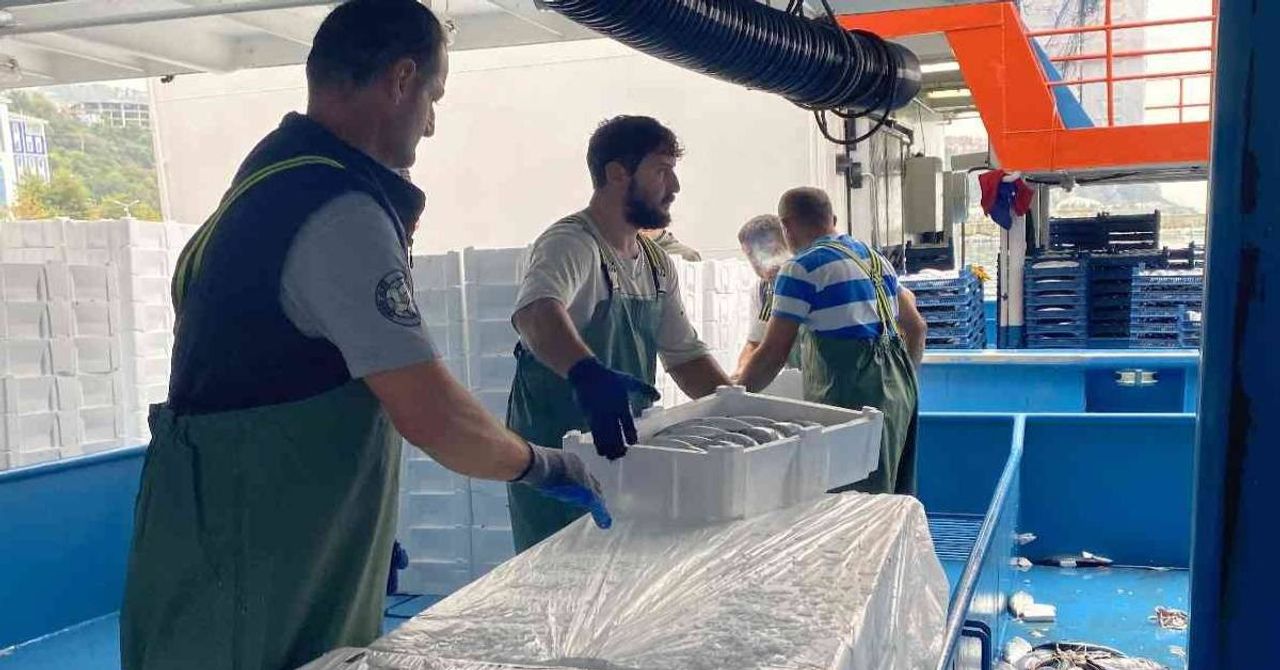 Zonguldak palamurt Zonguldak palamurt