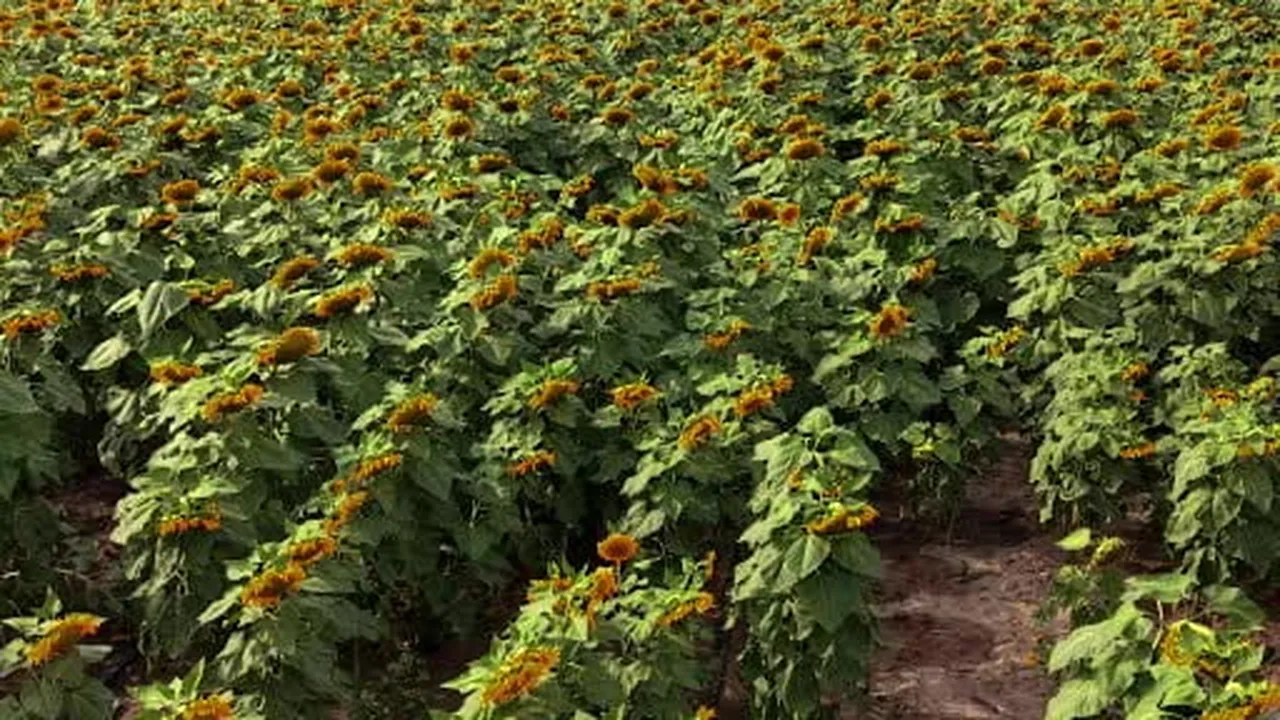 Gümüşhane’de ayçiçeği bereketi: 200 dönümden 60 Ton rekolte bekleniyor