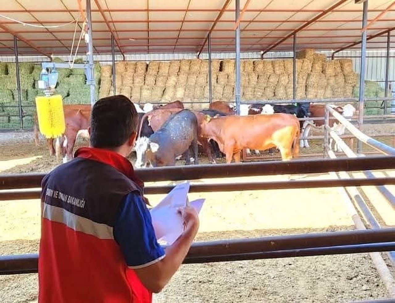 AFYONKARAHİSAR’DA KIRSALDA BEREKET BÜYÜKBAŞ HAYVANCILIK DESTEK PROGRAMI KAPSAMINDA TARIM...