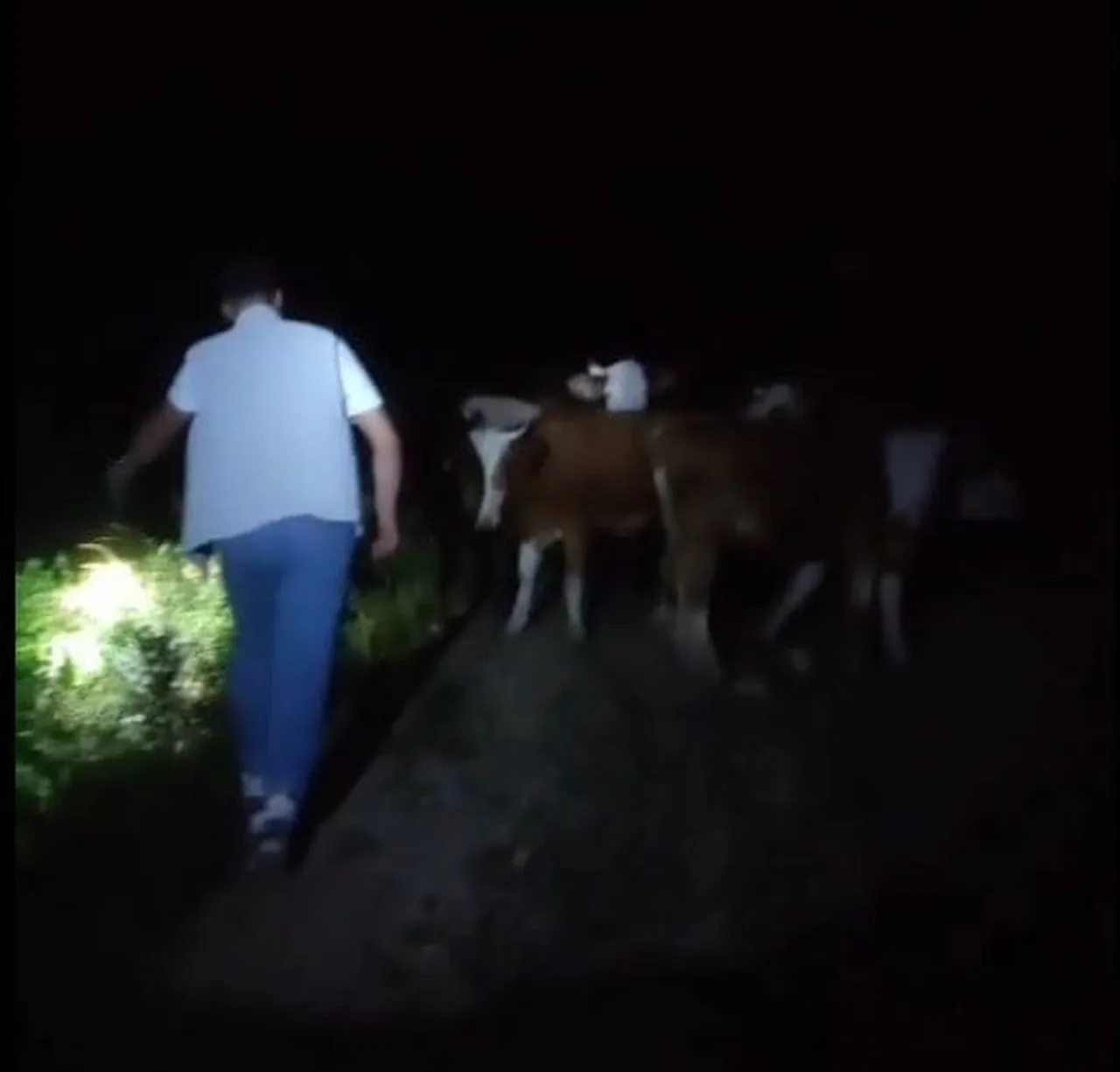 BAYBURT’TA SÜRÜDEN AYRILAN 13 İNEK SAHİPLERİ TARAFINDAN DAĞDA BULUNDU