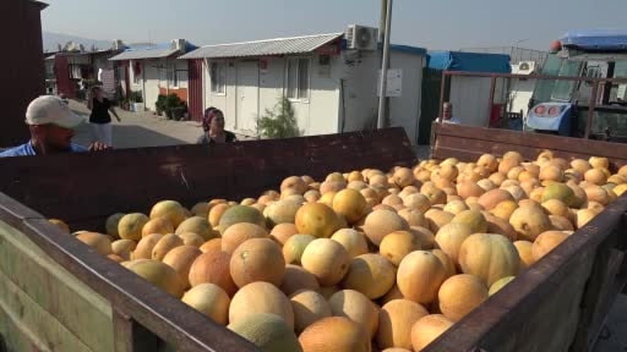 Kavunun tanesini tüccara 5 TL’ye satmak yerine 50 ton kavunu depremzedelere bedava dağıtıyor