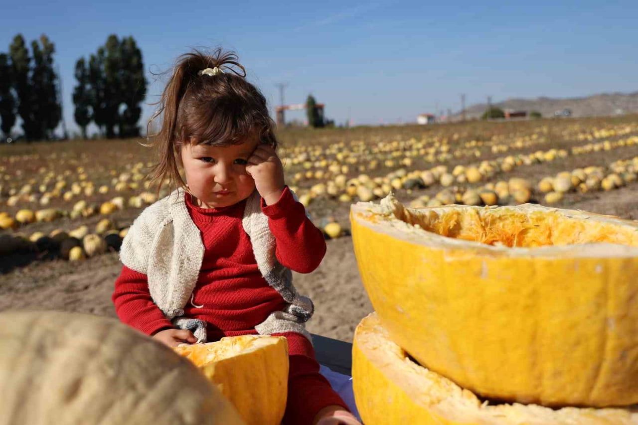 NEVŞEHİR'DE ÇEREZLİK KABAK ÇEKİRDEĞİNİN HASADI GERÇEKLEŞTİRİLDİ.