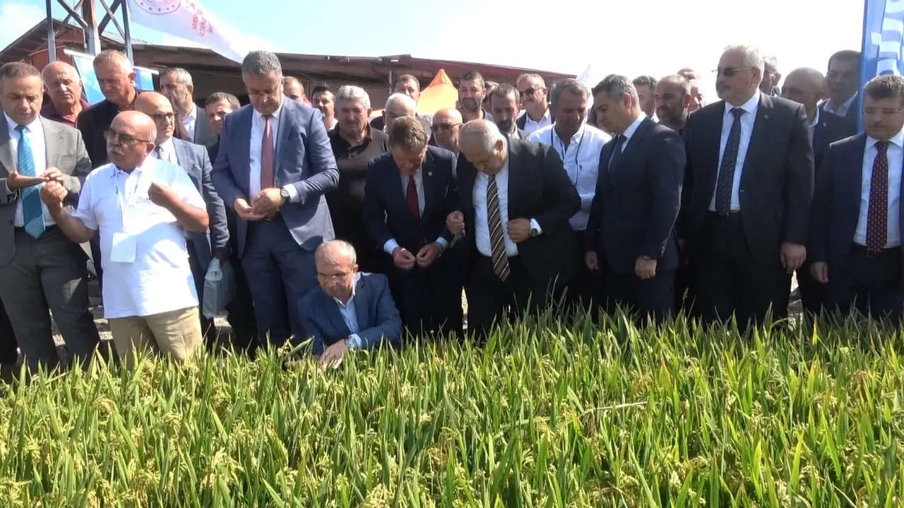 BAFRA OVASI'NDA ÇELTİK HASADININ BAŞLAMASI DOLAYISIYLA HARIZ MAHALLESİ'NDE "13. ÇELTİK HASAT...