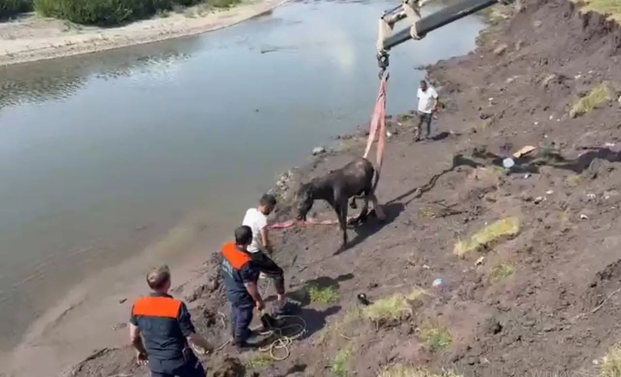 ARDAHAN'DA KURA NEHRİ'NDE BATAKLIĞA SAPLANAN AT, EKİPLERİN UZUN SÜREN ÇALIŞMASI SONUCU VİNÇ...