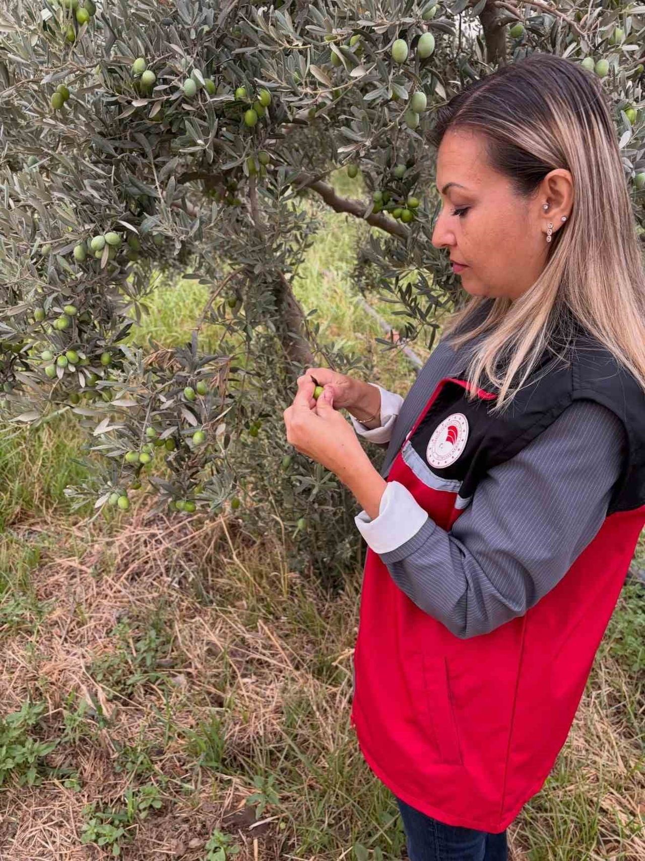 BURHANİYE’DE ZEYTİN BAHÇELERİNDE ZEYTİN SİNEĞİ KONTROLLERİ ARTIRILDI